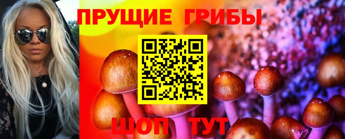 Тайшет  купить наркоту  Вход с VPN  Галлюциногенные грибы Psilocybe 